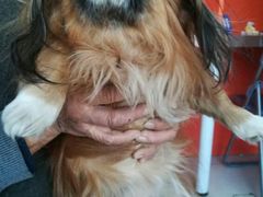 -瑞派福兴宠物医院犬猫全科·骨科·中西医结合(河东店)