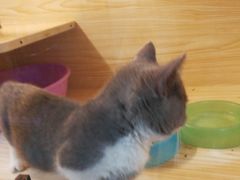 -十年猫舍·猫咪专门店(普陀店)