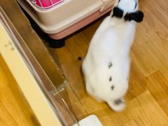 -猫猫幼稚园·撸猫·桌游·电玩