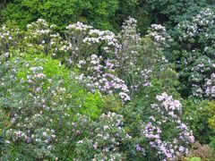 -梧桐山风景名胜区