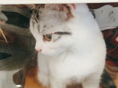 -瑞派·关忠动物医院·猫专科·犬专科(三环新城店)