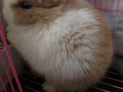 -青石桥花鸟鱼虫市场(叠翠城店)