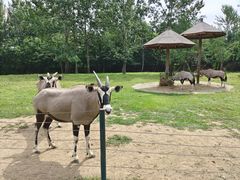 -大连森林动物园