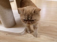 -猫和宫(六道口店)