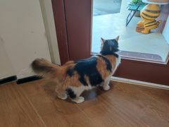 -有猫主题·治愈系猫咖(曾厝垵店)