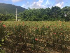 -亚龙湾国际玫瑰谷