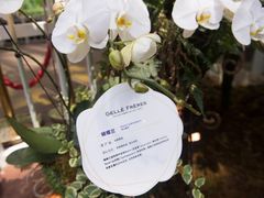 -花之城