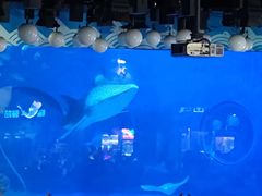 -烟台海昌鲸鲨海洋公园