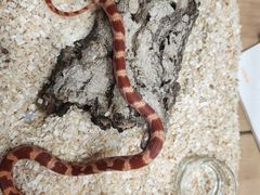 -酷以爬仙阁实体爬宠店·守宫·蜥蜴·专业繁育