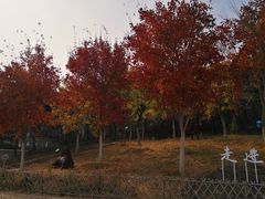 -北京西山国家森林公园