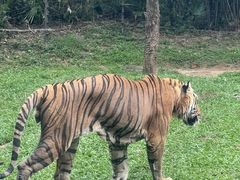 -深圳野生动物园