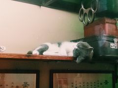 -猫咪博物馆(顶澳仔猫街店)