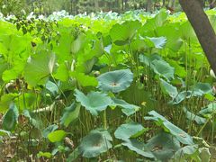 -洛阳市隋唐城遗址植物园