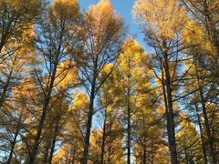 -塞罕坝国家级自然保护区