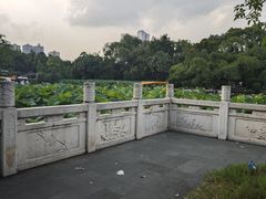 -桂湖森林公园