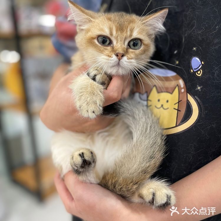 Universe猫宇 | 天河靠谱猫舍‼️