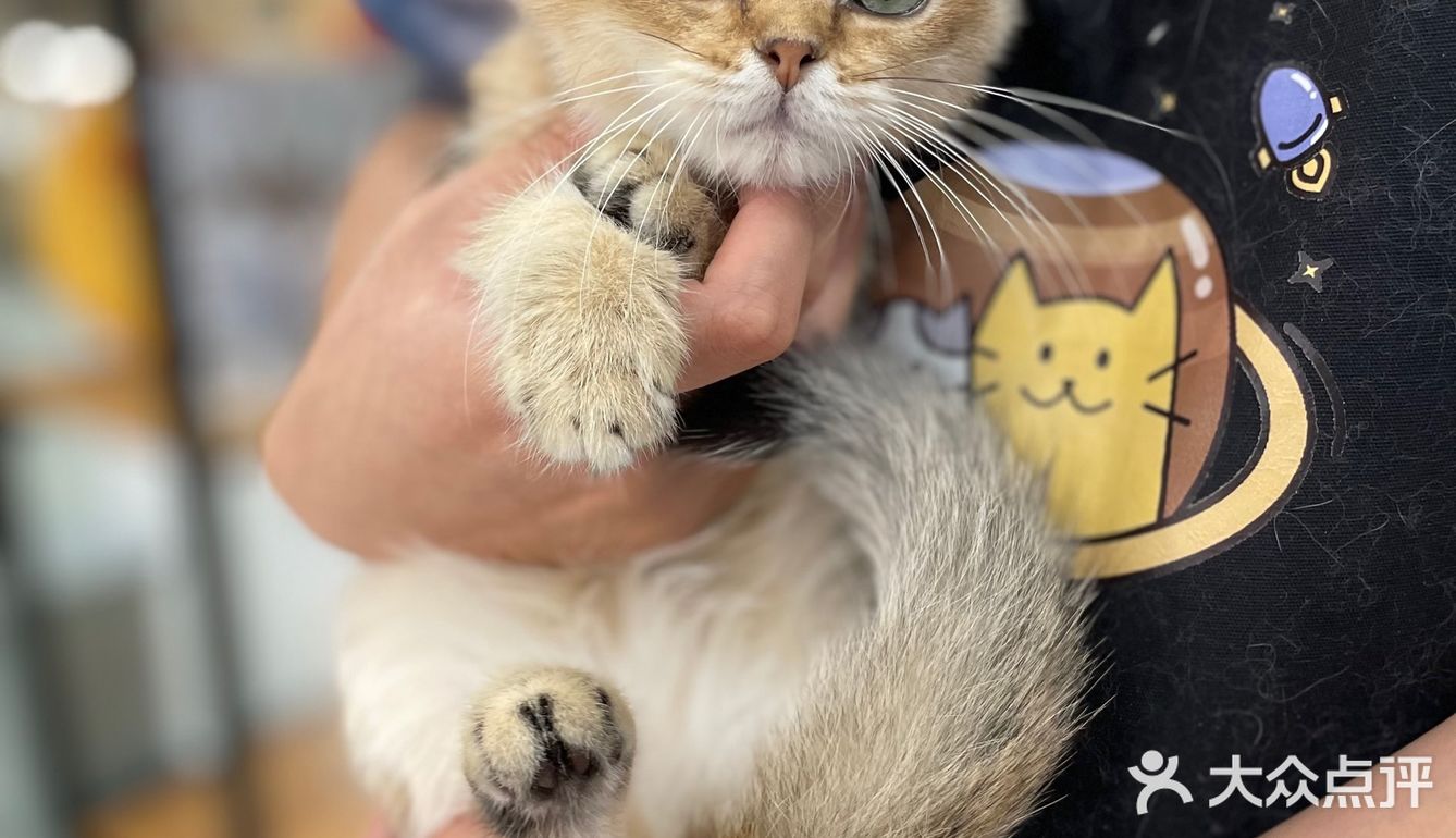 Universe猫宇 | 天河靠谱猫舍‼️