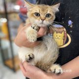 Universe猫宇 | 天河靠谱猫舍‼️