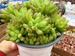 -龙大花卉苗木市场