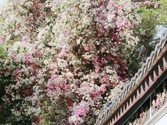 -深圳国际园林花卉博览园