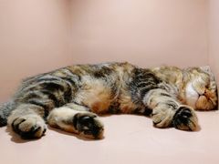 -猫儿山۰猫主题餐厅