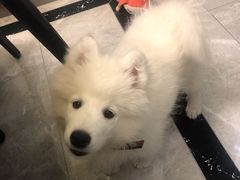 -pd派德宠物中心医院24H急重症·眼科中心·血液透析中心(嵩山北路店)