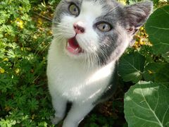 -可蒙动物医院·猫科·骨科中心(首义路店)