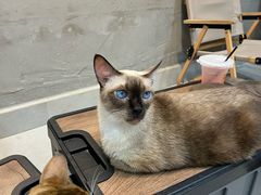 -Heymao猫咖.咖啡厅(东门店)