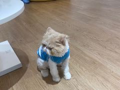 -1013 PET SHOP精品宠物商店(丁香店)