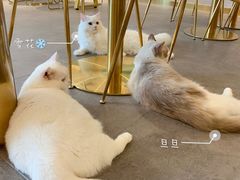 -飞行喵MR PILOT|猫舍·猫咖(静安大融城店)