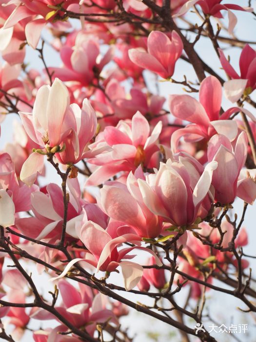 白塘生态植物园图片