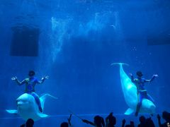 -芜湖新华联大白鲸海洋公园