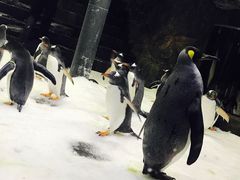 -悉尼海洋生物水族馆
