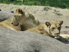 -北京野生动物园