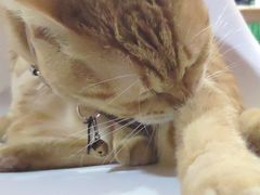 -李小姐の猫咖啡馆(五角场店)