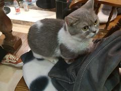 -猫色咖啡·猫咖