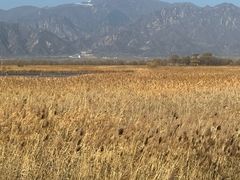 -野鸭湖国家湿地公园