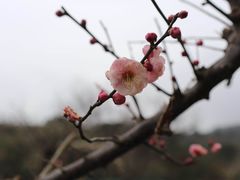 -雨花胜境