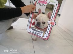 -艾吉宠物医院·疑难杂症转诊中心·猫友好(碧江路院)