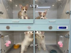 -萌宠之家·腊肠犬·马尔泰·小体犬舍