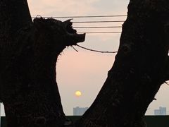 -鱼珠码头(轮渡站)