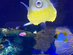 -上海海洋水族馆