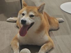 -瑞鹏宠物医院·骨科·猫科·内科(第一中心)