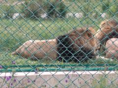 -鄂尔多斯野生动物园