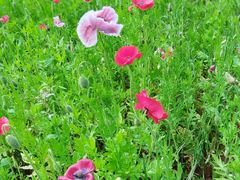 -盘龙城国家考古遗址公园