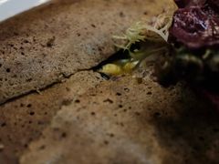 鸡蛋火腿芝士可丽饼-LA MAISON公鸡和龙(蛇口店)