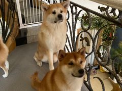 -喜柴咖啡·柴犬狗咖