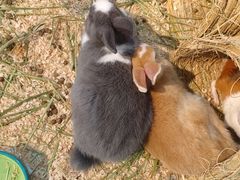 -喵宠乐园·撸猫互动·猫舍