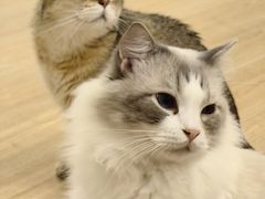 -有喵·猫咖·狗咖·30几只猫10只小狗(岗厦店)