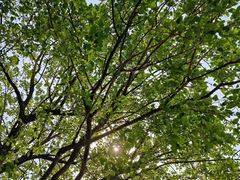 -上海吴淞炮台湾国家湿地公园